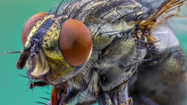 Entdecke die Mikrowelt - Blick durch das Binokular an der Umweltstation
