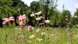 NEU 2026 – Führung über die sommerliche Naturschutzinsel