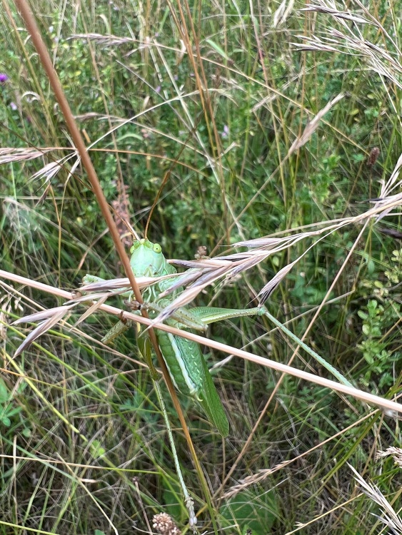 Wilde Wiesenwelt