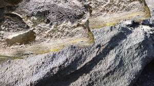 Ausstellungsrundgang: Susanne Kriemann. Knochen, Pech, Natternkopf (Being a Photograph)
