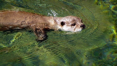 Otter Fütterung