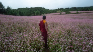 THE MONK AND THE GUN (Reihe: SCREENING RELIGION)