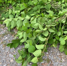 Workshop: Invasives Material – Einfache Methoden zur Verwendung von japanischem Staudenknöterich