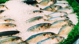 Fisch-Happen-Tour