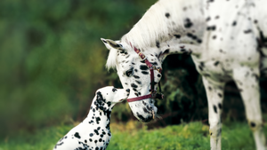 Hund & Pferd