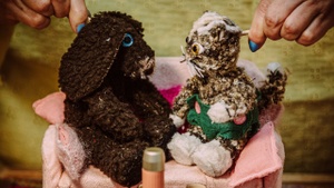 Wuff und Mieze – Der Geburtstag