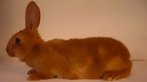 Céline Mathieu: Molten