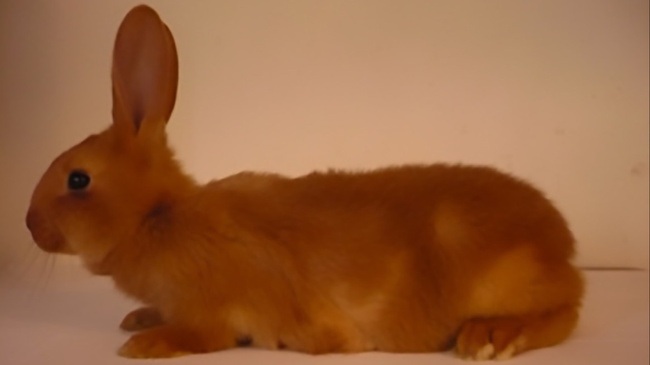 Céline Mathieu: Molten