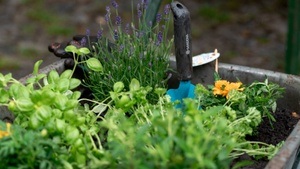 Der klimaangepasste Garten: Mit dem Förderprogramm Schwammstadt den Garten zukunftsfähig gestalten