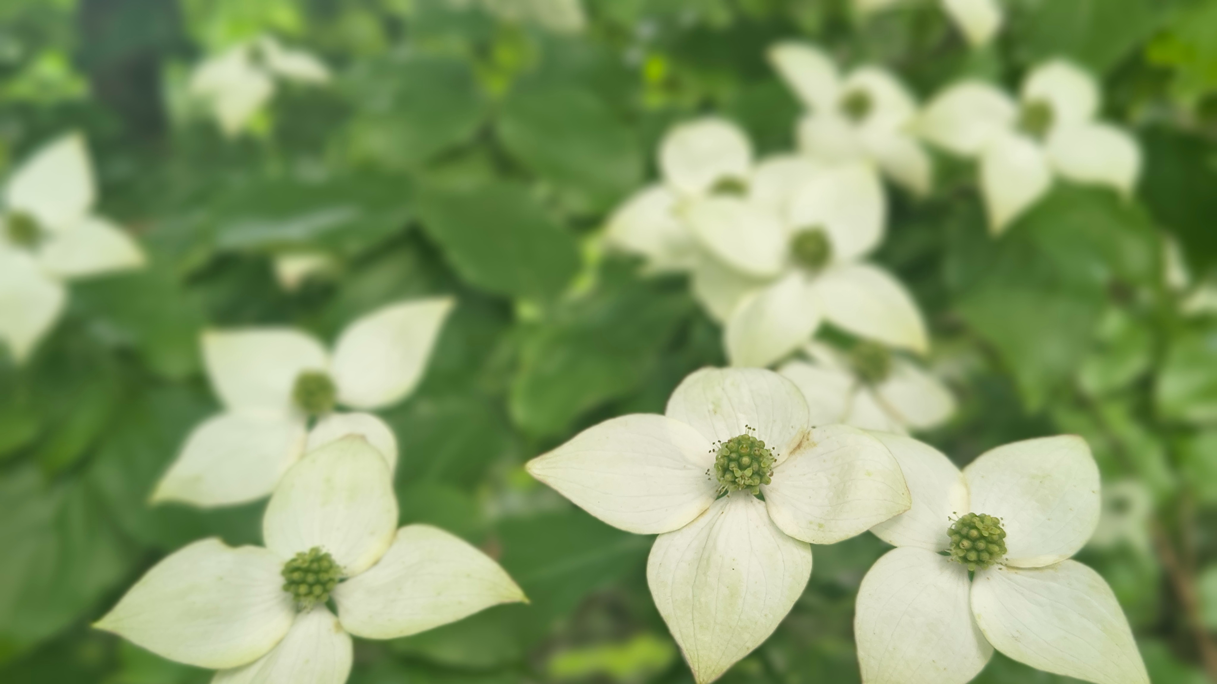 Morning Soul Walk im Forstbotanischen Garten