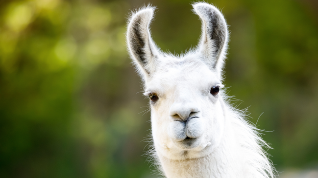 Abenteuer-Waldspaziergang mit den Stuttgarter Lamas