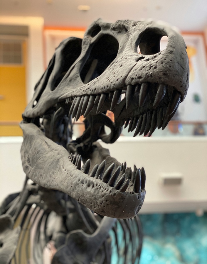 Naturkundemuseum Stuttgart