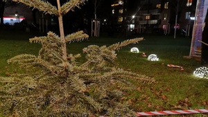 Tannenbaum Weitwurf 2026