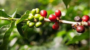 Vortrag und Kaffee-Fairkostung: Kaffee und wirklich fairer Handel - Soziale Verantwortung beim Kaffeetrinken übernehmen