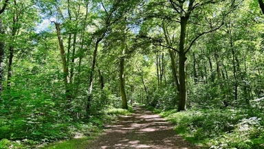 Gemeinsamer Spaziergang durch die Eilenriede
