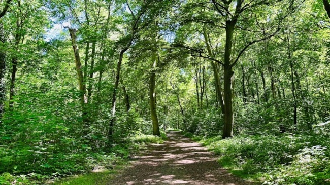Gemeinsamer Spaziergang durch die Eilenriede