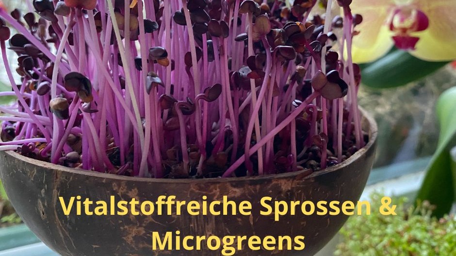 Erfolgreich Sprossen und Microgreens anbauen - Superfood von der Fensterbank und Küchentisch