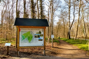 Naturwald und Fichtengehölz – Die Eilenriede am Steuerndieb