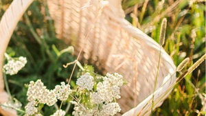 Heilkräuter vor der Haustür - Kräuterspaziergang