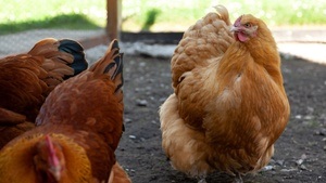 Ostern auf der Zeche Zollern: Familienprogramm