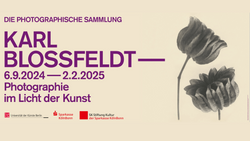 Karl Blossfeldt – Photographie im Licht der Kunst