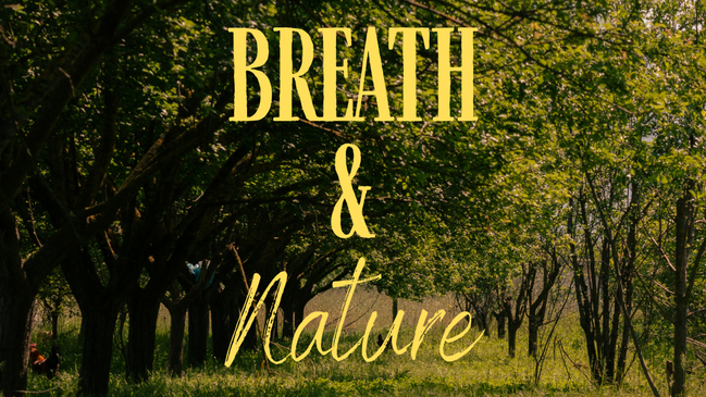 Breath and Nature - Auftanken im Wald durch Atmung und Naturverbindung 🌿