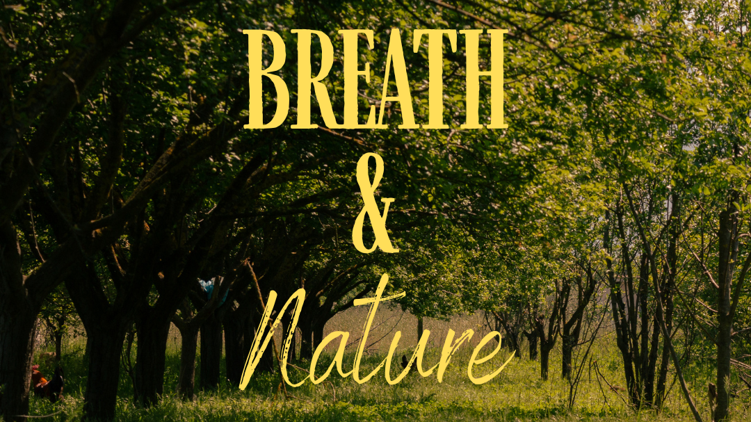 Titelbild der Veranstaltung Breath and Nature - Auftanken im Wald durch Atmung und Naturverbindung 🌿
