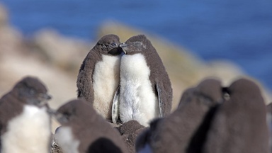 "Animal Love Stories - Tierisches Liebesleben in der Antarktis": Sonderführung mit Sektempfang