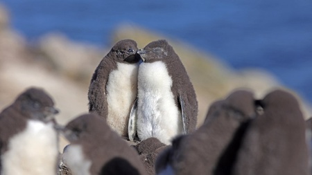"Animal Love Stories - Tierisches Liebesleben in der Antarktis": Sonderführung mit Sektempfang