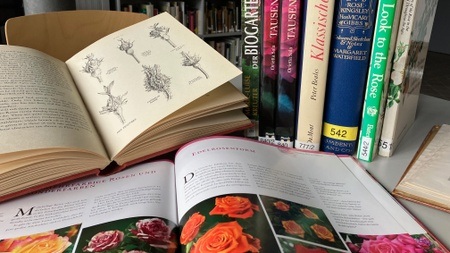 An der Nase herumgeführt?! Duftführung durch das Deutsche Rosarium – am ROSENFEST!