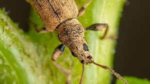 BAUE (D)EIN INSEKTENHOTEL