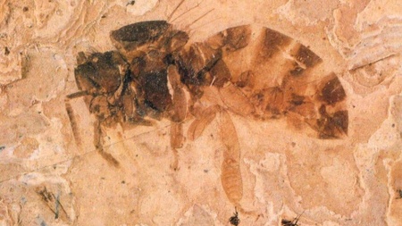 Siegburger Museumsgespräch - Ein See in Rott: Einblicke in die Zeit des Oberoligozäns
