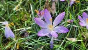 Frühling im Wald: Waldbadenkurs für Kinder & Erwachsene