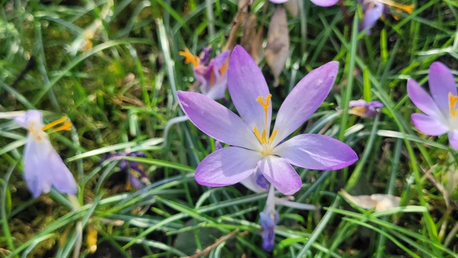 Frühling im Wald: Waldbadenkurs für Kinder & Erwachsene
