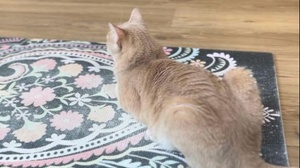Katzentempel Yoga Brunch