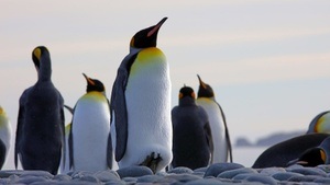 Familienführung "Tierische Helden im Eis - Auf zu Robbe, Wal und Pinguin"