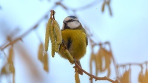 Führung: Birdwatching digital – App zum Vogelgucken