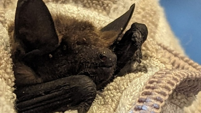 Fledermaus gefunden – was tun?