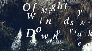 OF MIGHTY WINDS AND DOWNY FLAKES