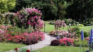 Im Reich der Königin – Führung durch das Deutsche Rosarium – Am Tag der roten Rosen!
