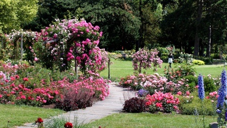 Im Reich der Königin – Führung durch das Deutsche Rosarium – Am Tag der roten Rosen!