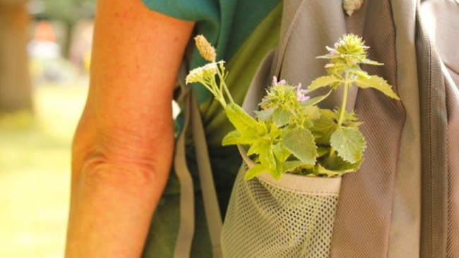Wildherb Walk Berlin
