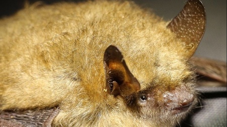 Fledermauskundliche Führung im Britzer Garten