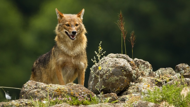 VORTRAG | Der Goldschakal - Deutschlands neuer Einwanderer