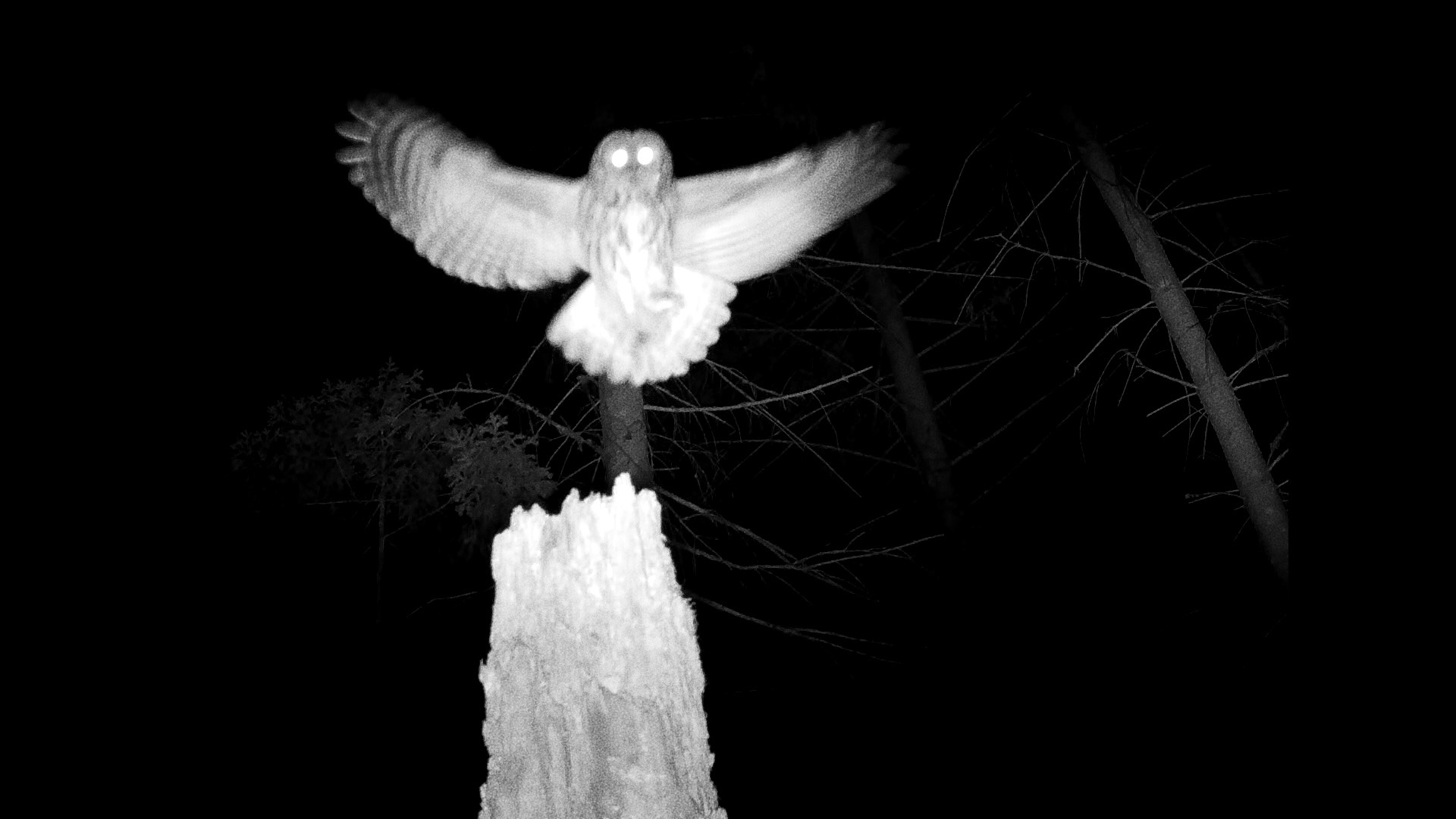 Arc of Night – Nantesbuch bei Nacht