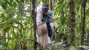 Unerzählte Geschichten: Einblicke in die Entdeckung neuer Arten im Regenwald & den Museumsalltag