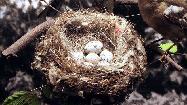 FAMILIENFÜHRUNG | Einzigartige Eier