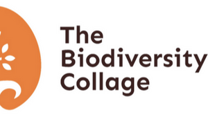 The  Biodiversity  Collage  - Workshop -