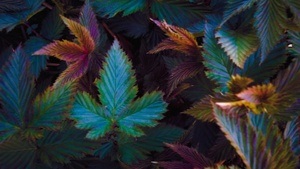 Microverse