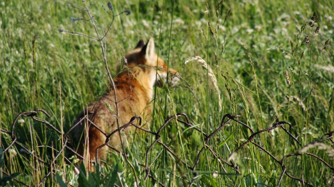 Stadtwildnis entdecken im Sommer
